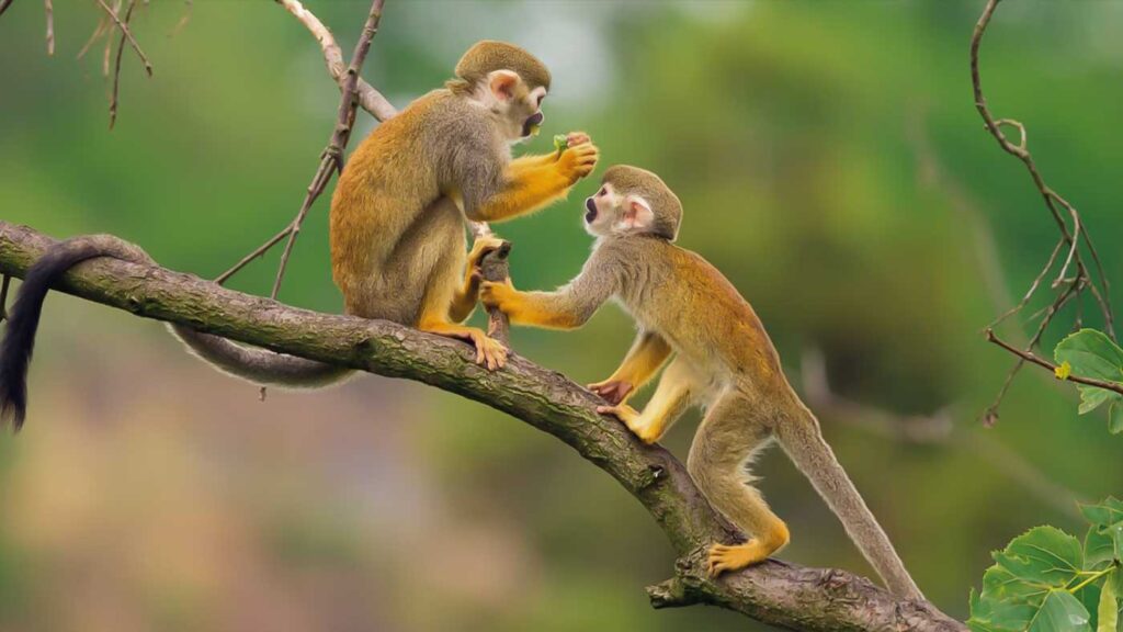 Narute-Honeymoon-place-in-peru