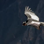 Andean Condor in Flight Over the Peruvian Andes Andean condor soaring above the Peruvian Andes, a hidden gem for nature lovers seeking authentic experiences in Peru.
