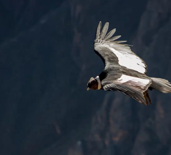 Andean condor soaring above the Peruvian Andes, a hidden gem for nature lovers seeking authentic experiences in Peru.