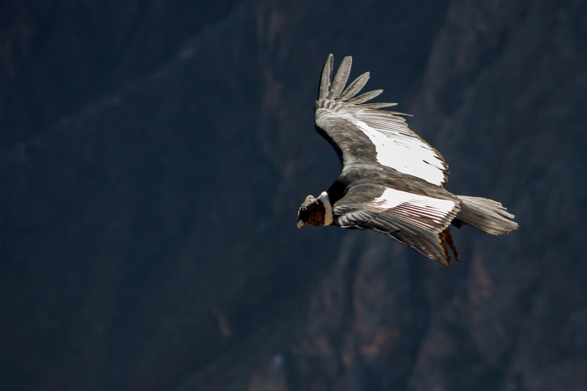condor flying over andes peru Andean condor soaring above the Peruvian Andes, a hidden gem for nature lovers seeking authentic experiences in Peru.