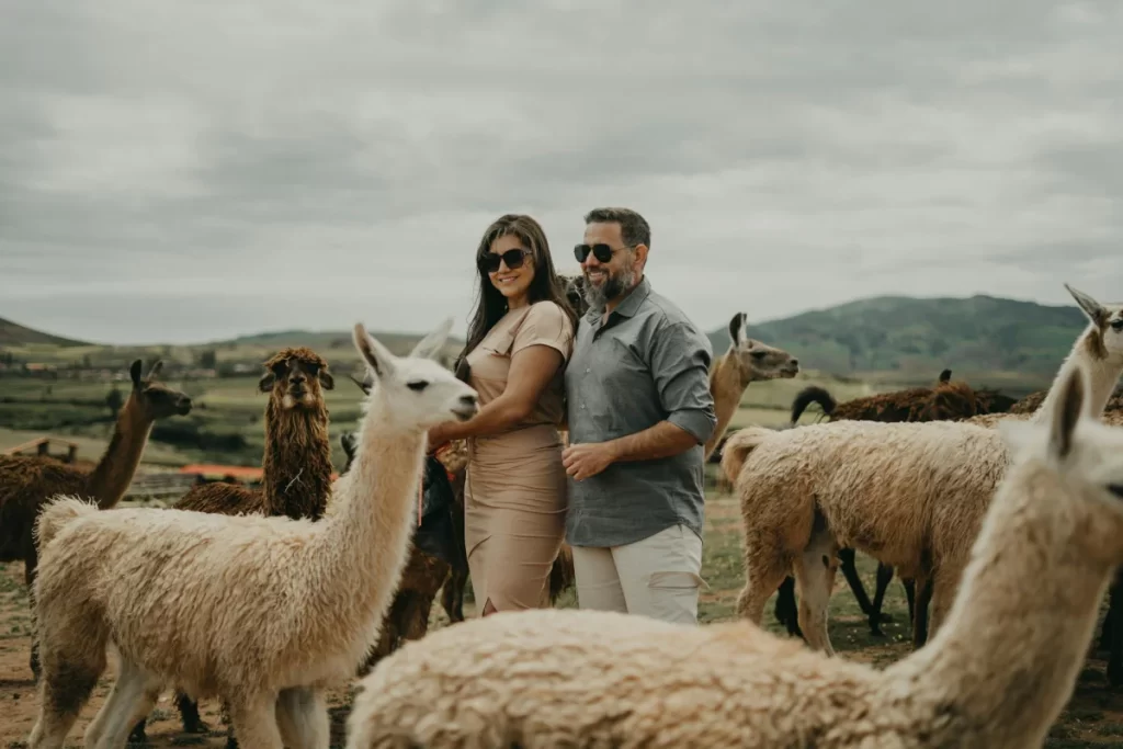 honeymoon couple with llamas sacred valley Couple enjoying their honeymoon surrounded by llamas in the Sacred Valley, Peru