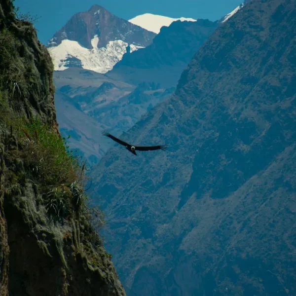 Andean condor soaring above the Colca Canyon during a Colca Canyon honeymoon tour in Peru