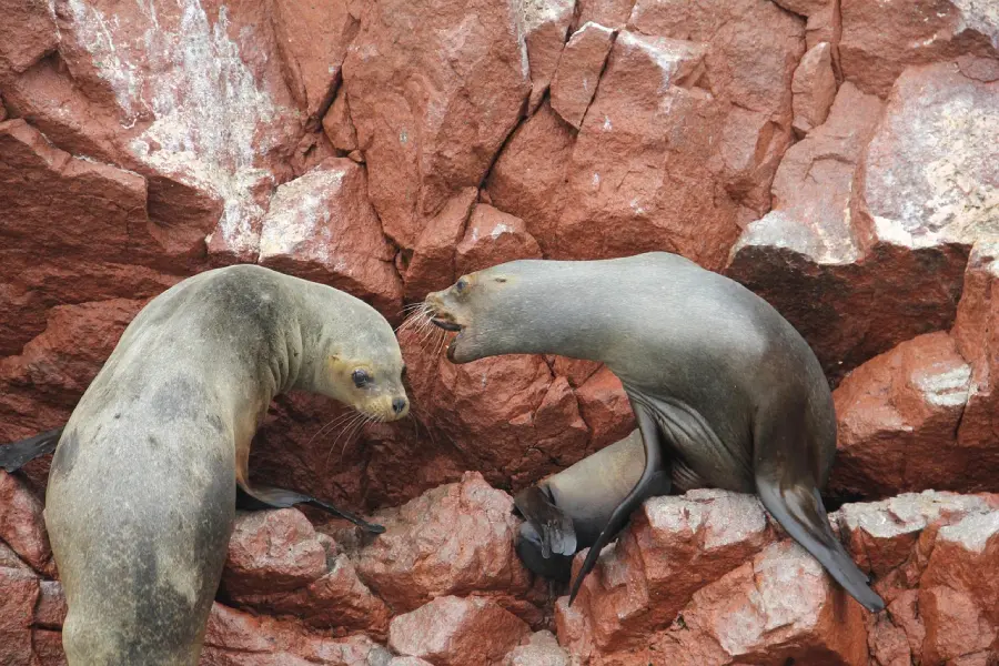 Sea lions at the Ballestas Islands during a Paracas honeymoon tour